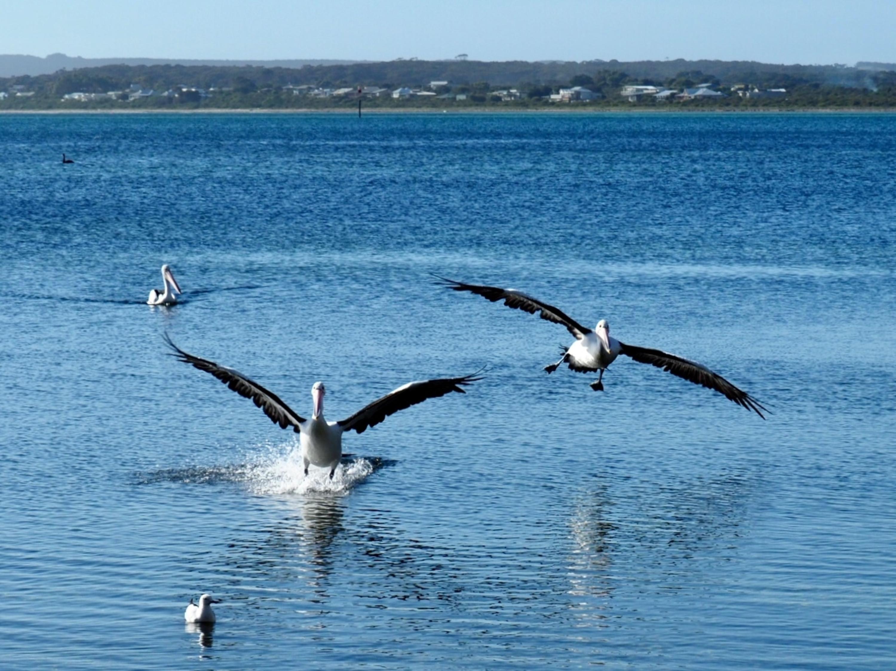 Mercure Kangaroo Island Lodge American River Ngoại thất bức ảnh